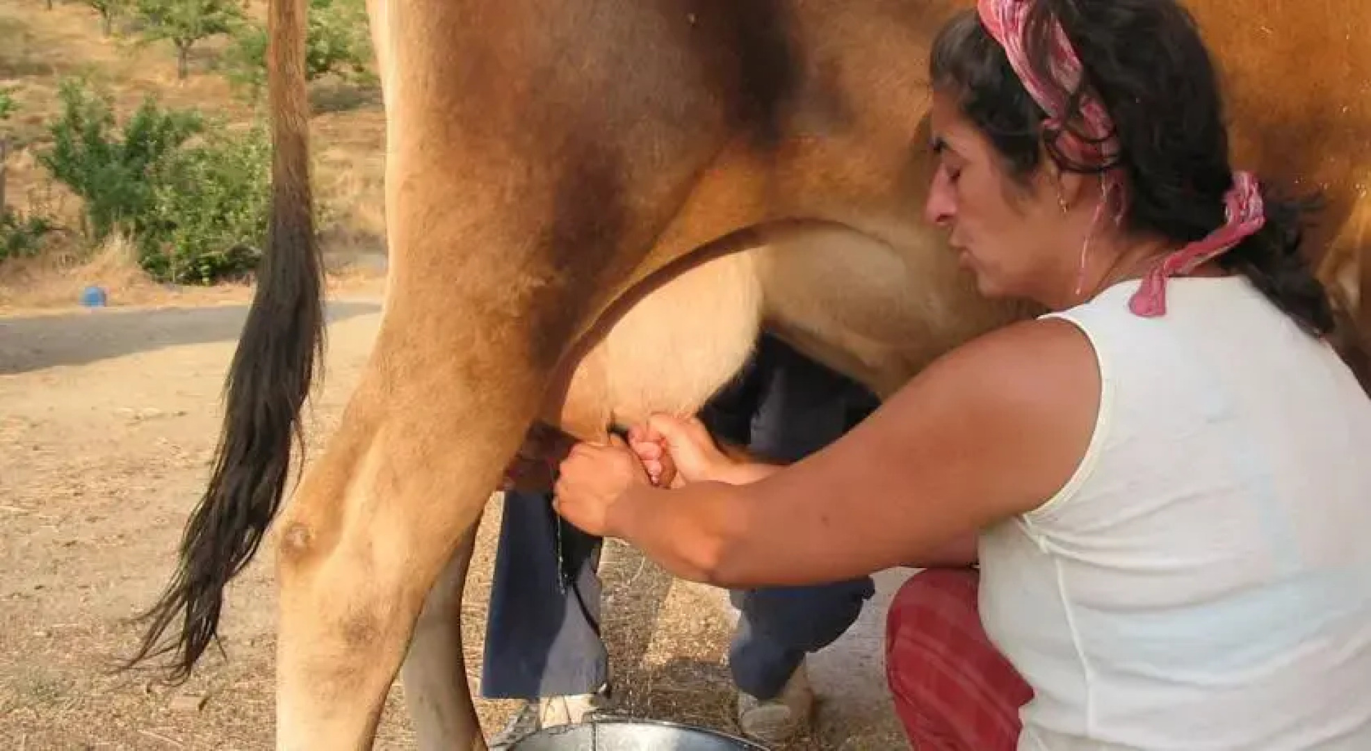 El Rincón De Los Cerezos