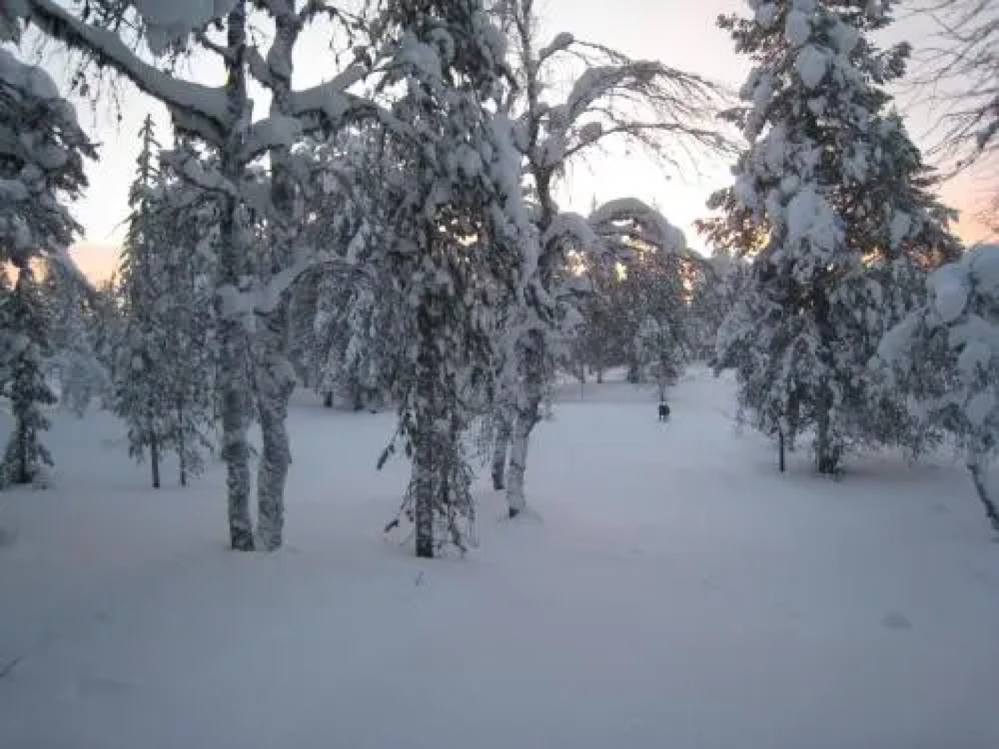 Saariselän Marjamajat