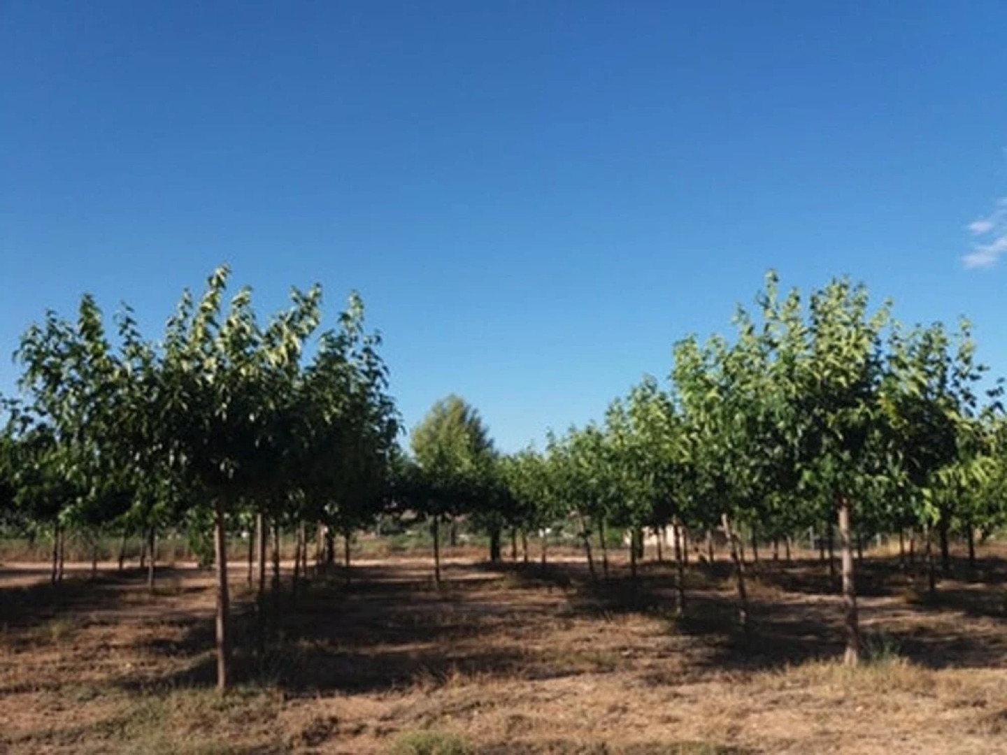 Bungalow With 2 Bedrooms in Villena, With Wonderful Mountain View, Fur