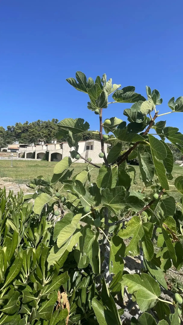 Evlogia Village by Greek Pride