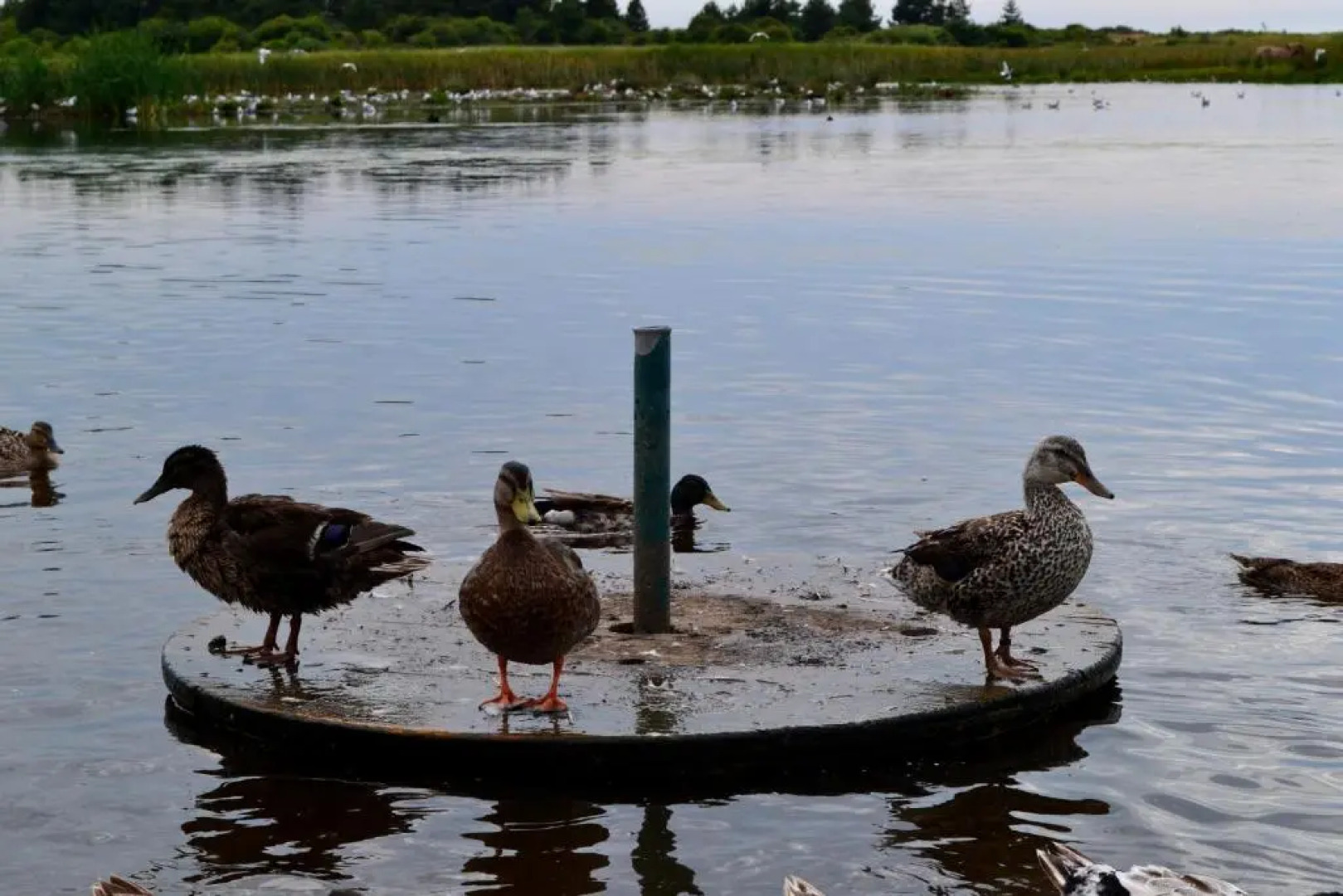 Gîte Les Vents du Large LAigrette