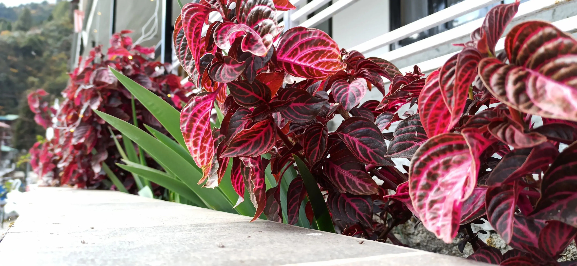 Rufina Lachung Kunga