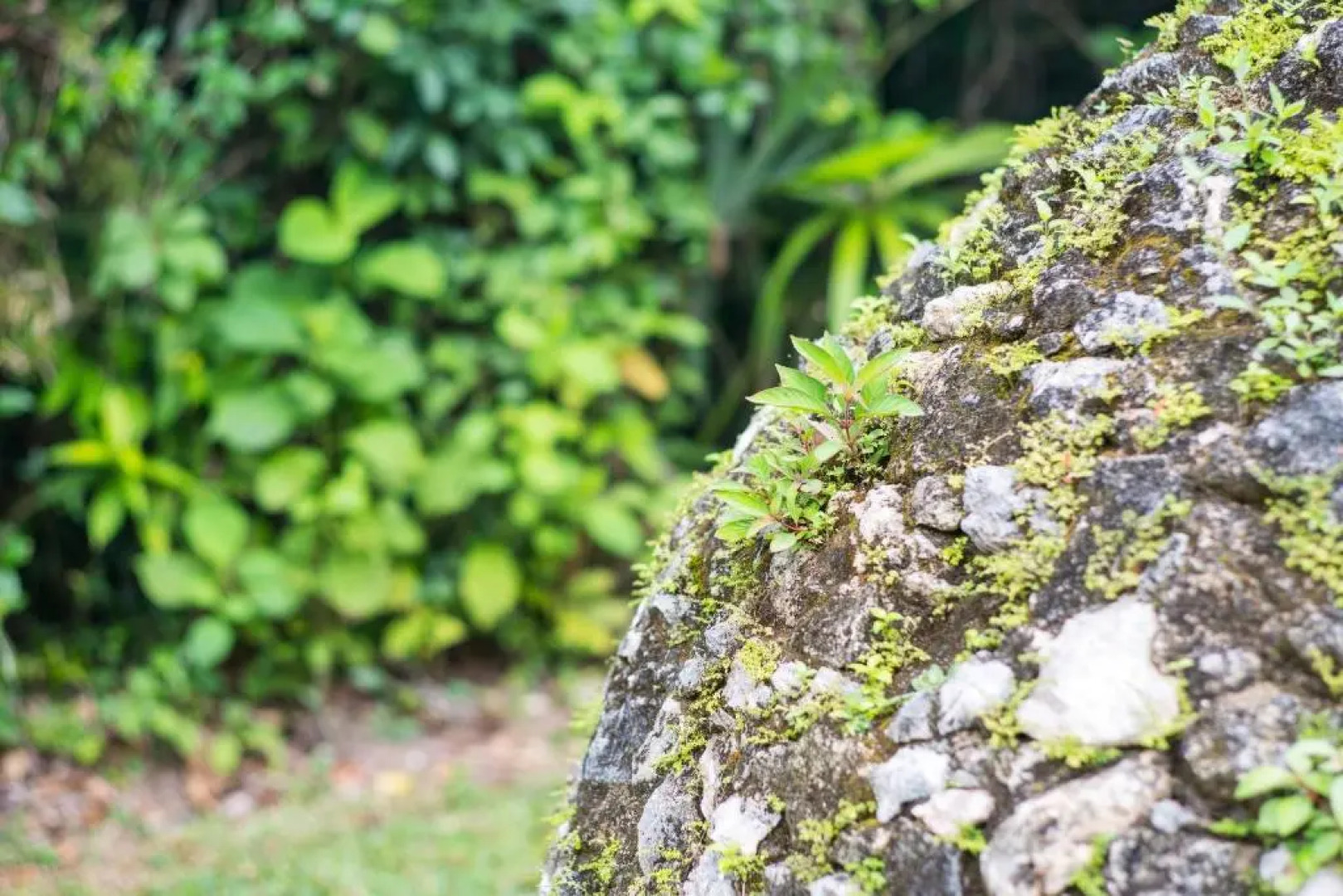 The Explorean Selva Maya Kohunlich