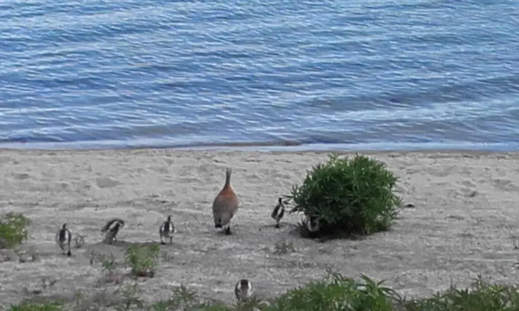 Cabaña La Cumeleña