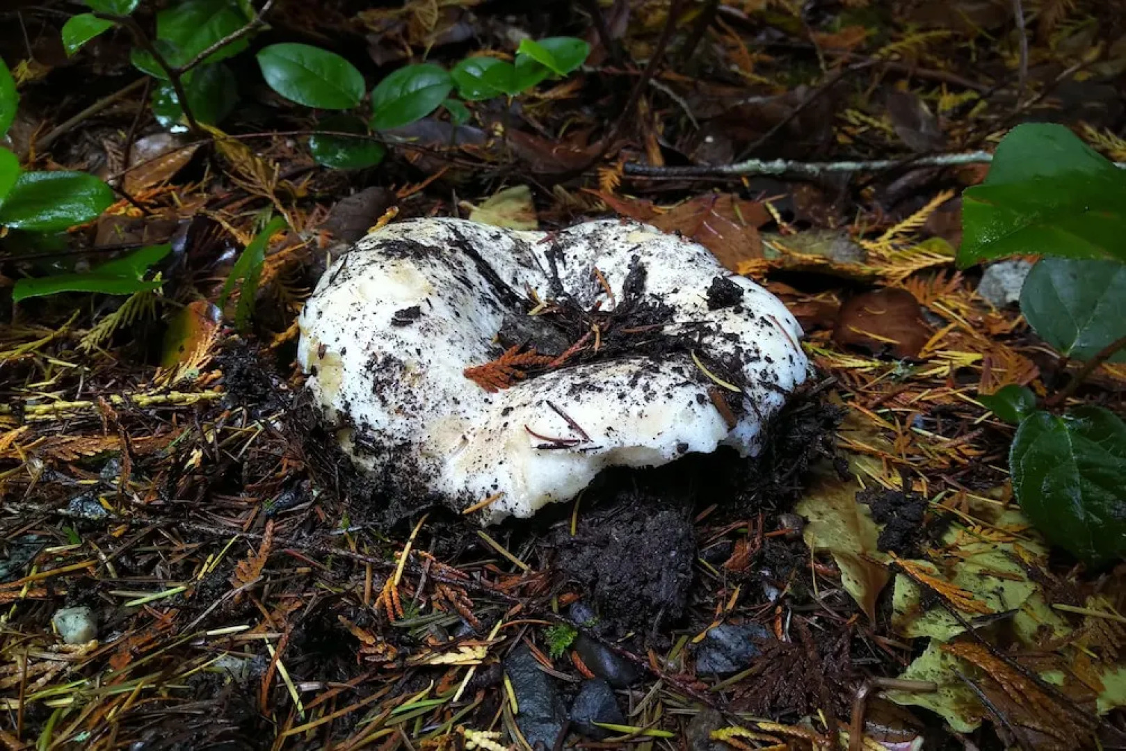 The Cabin at Moon Dance