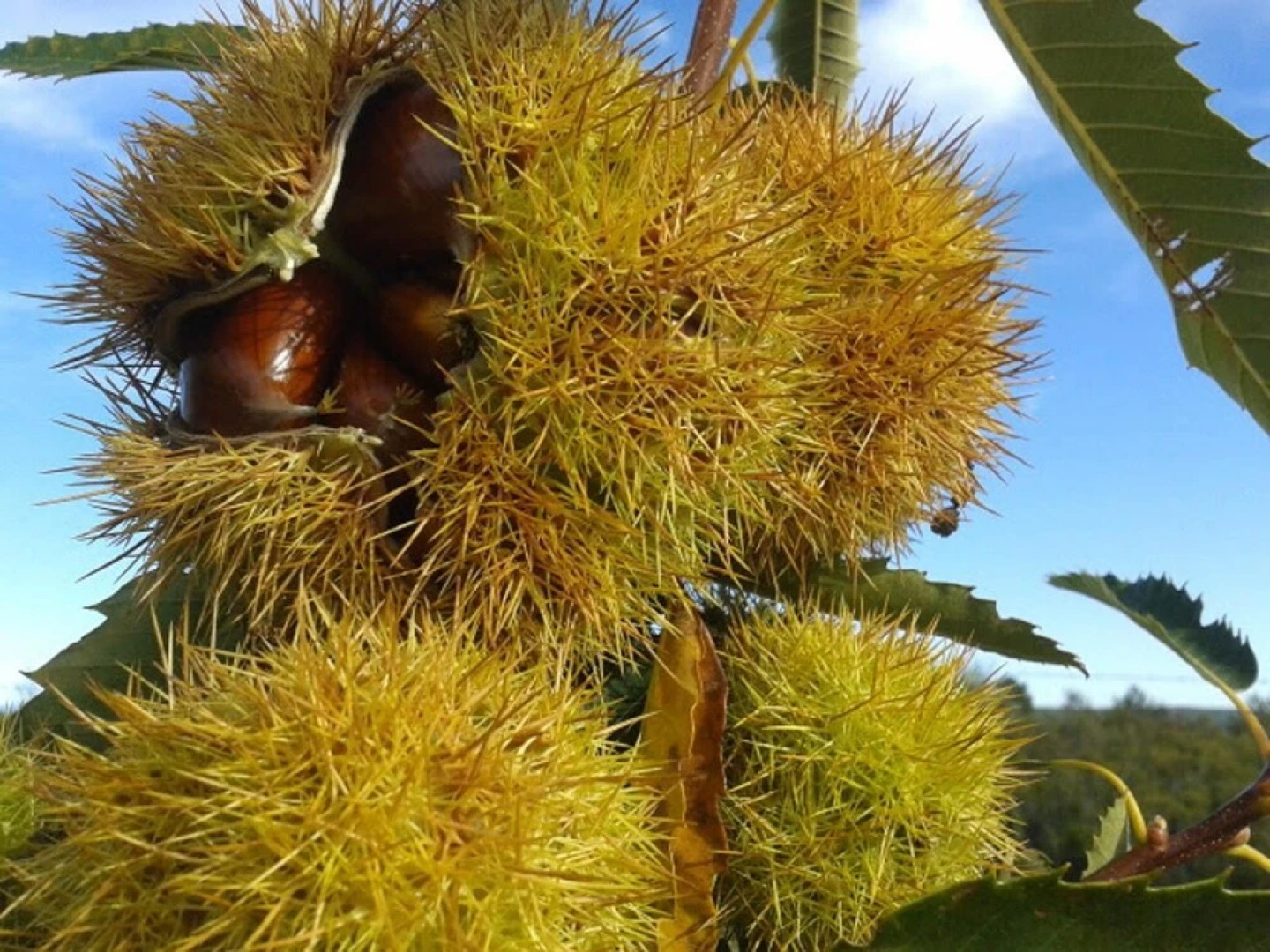 House With 2 Bedrooms in Santa Cruz de los Cuérragos, With Wonderful M