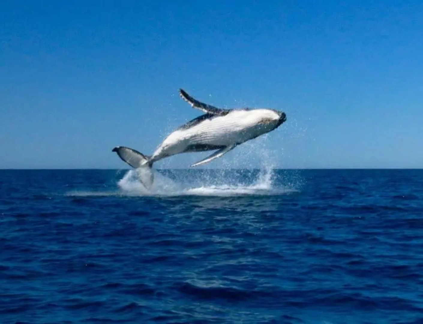 The Palms Beach House