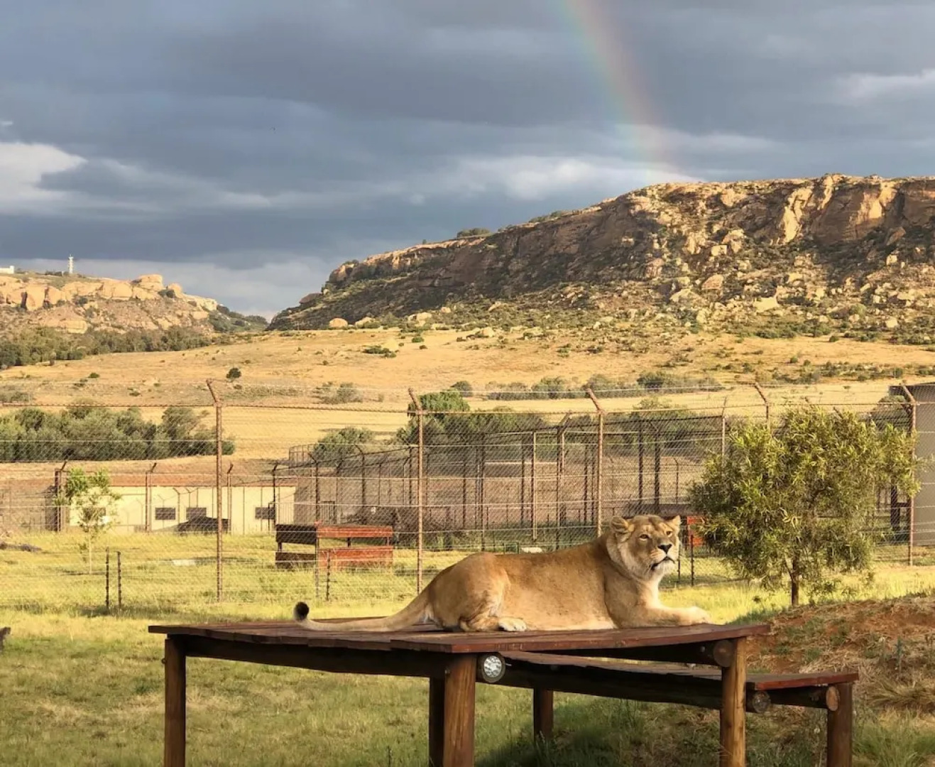 LIONSROCK Big Cat Sanctuary