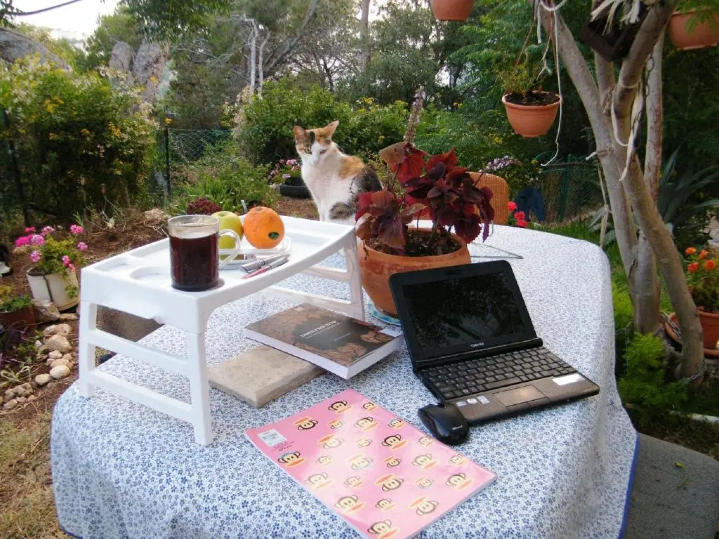 Stella Maris Hosting