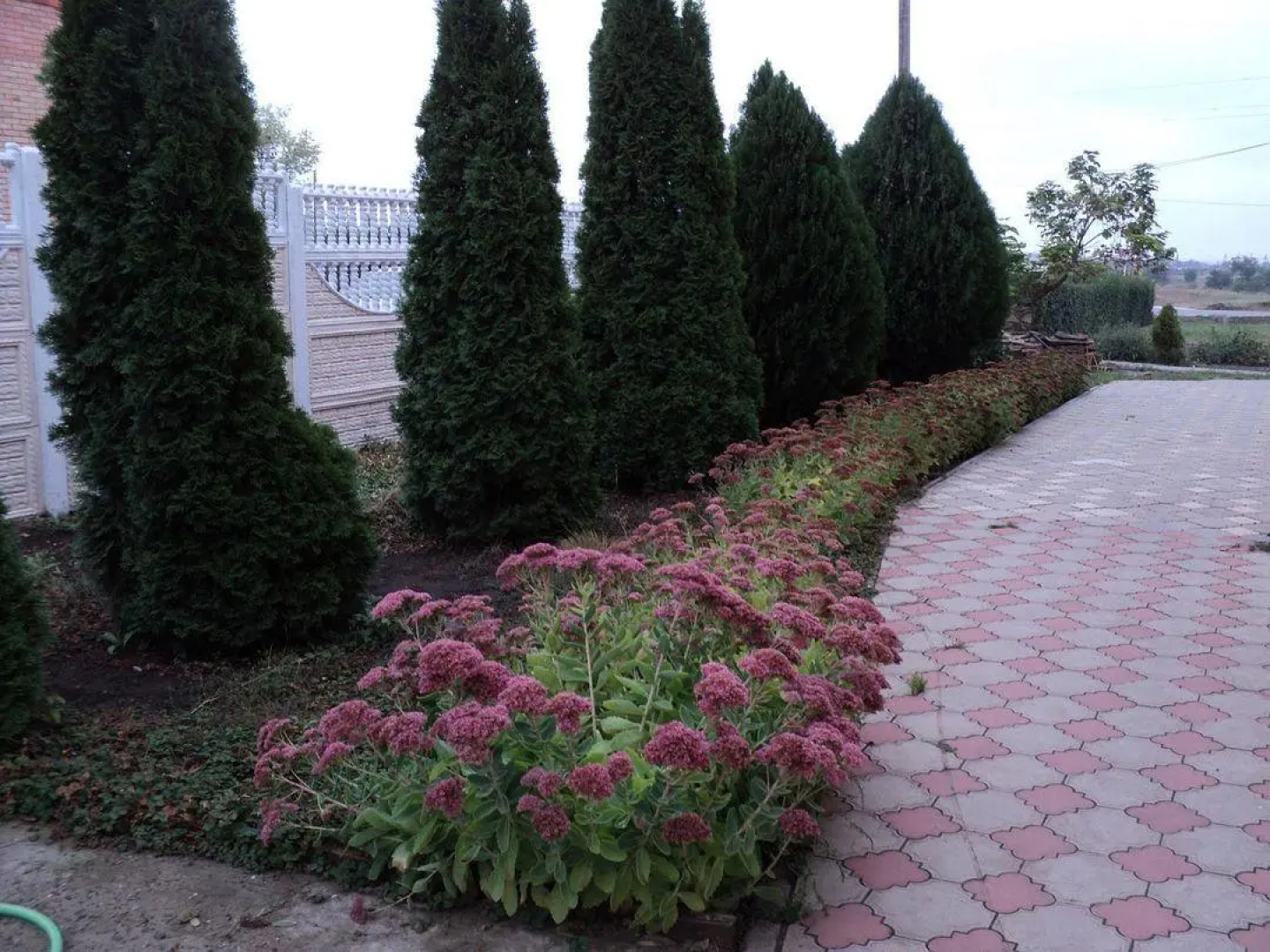 Корона