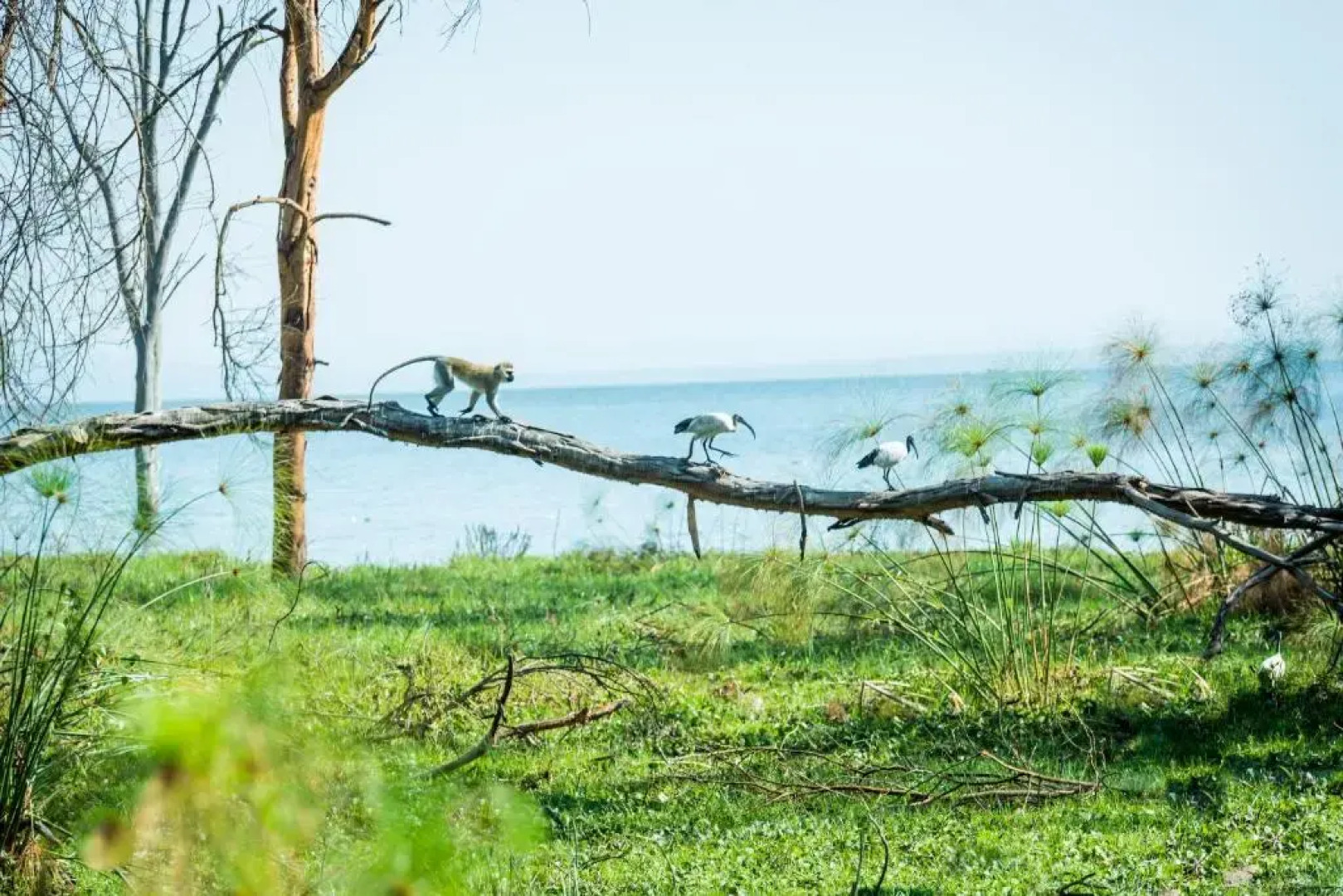 OSOTUA LUXURY RESORT by ICON