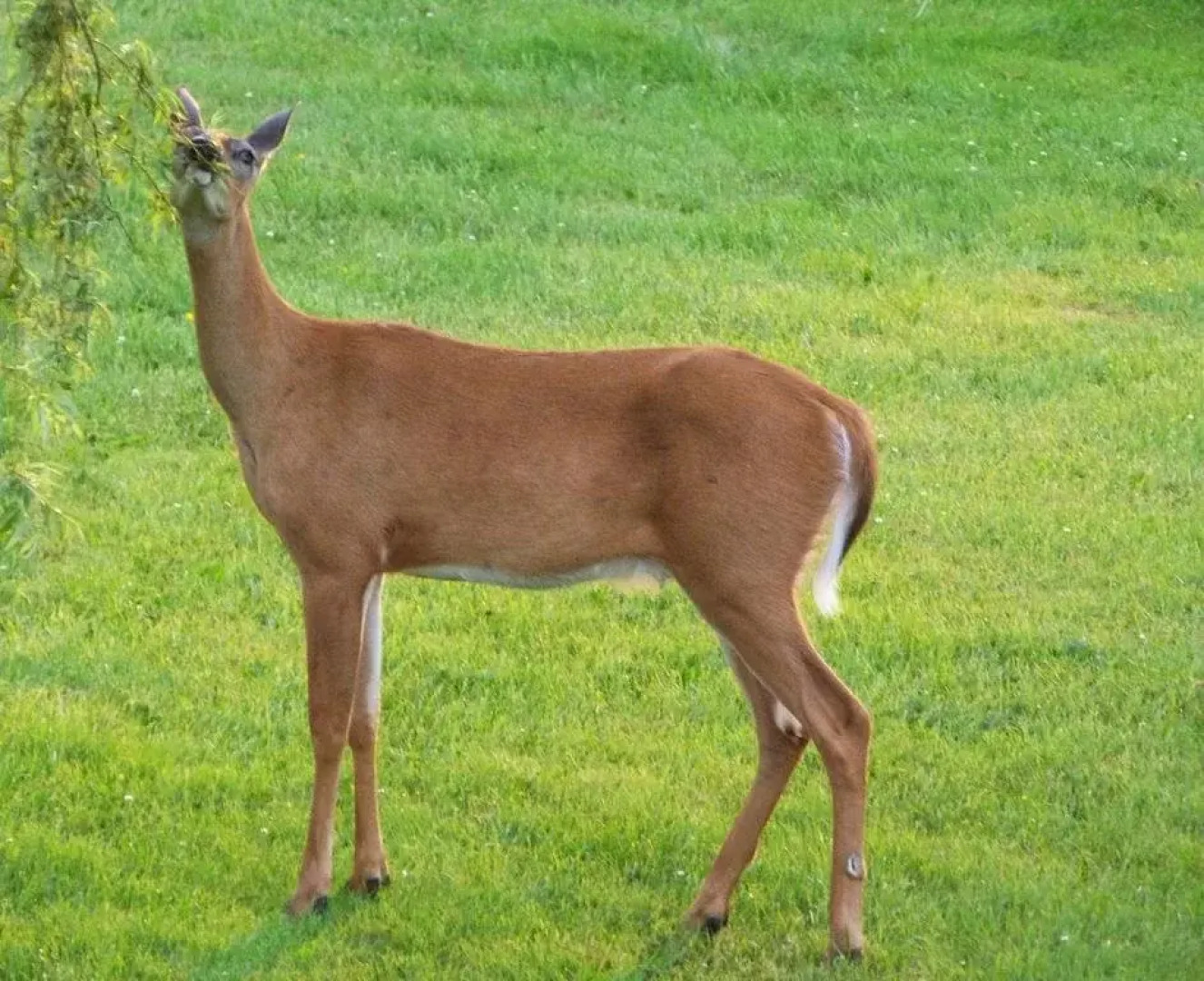 Rose and Thistle Bed and Breakfast