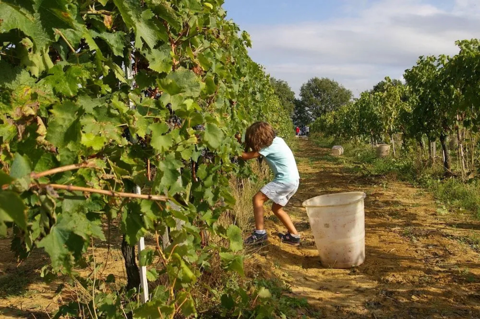 Agriturismo Le Baccane