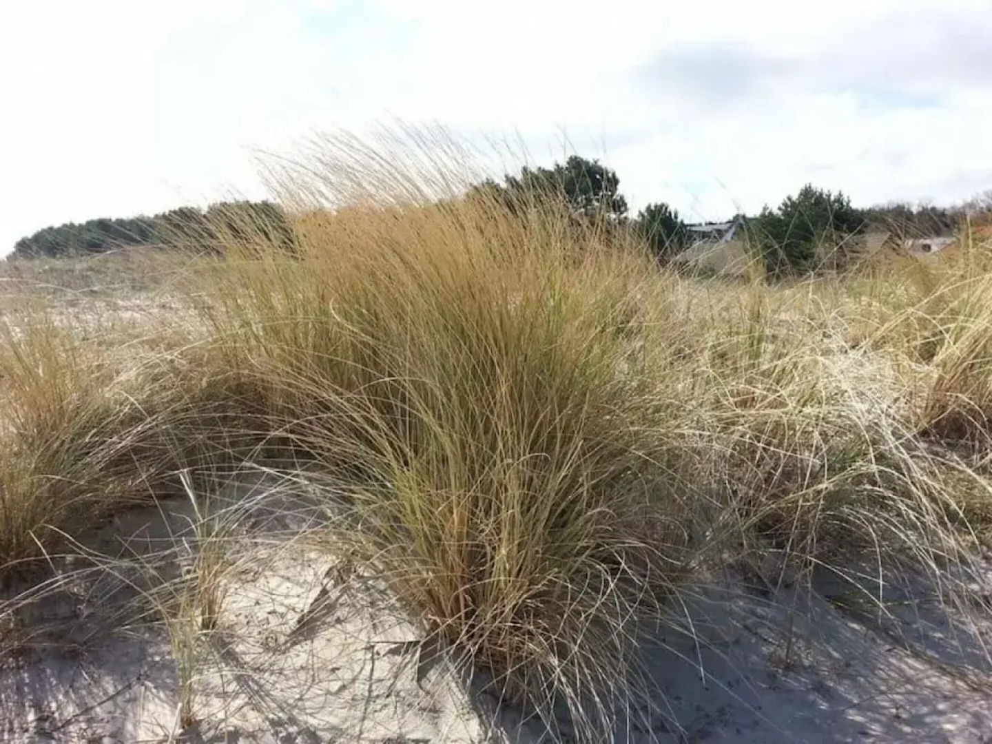 Beach Dune 18 on the Beach