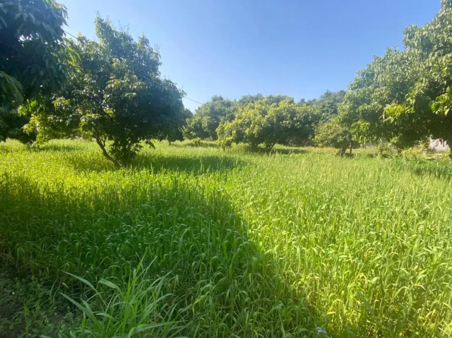 Lushy Days Boom Camps, Tanakpur (Riverside Luxury Camps)