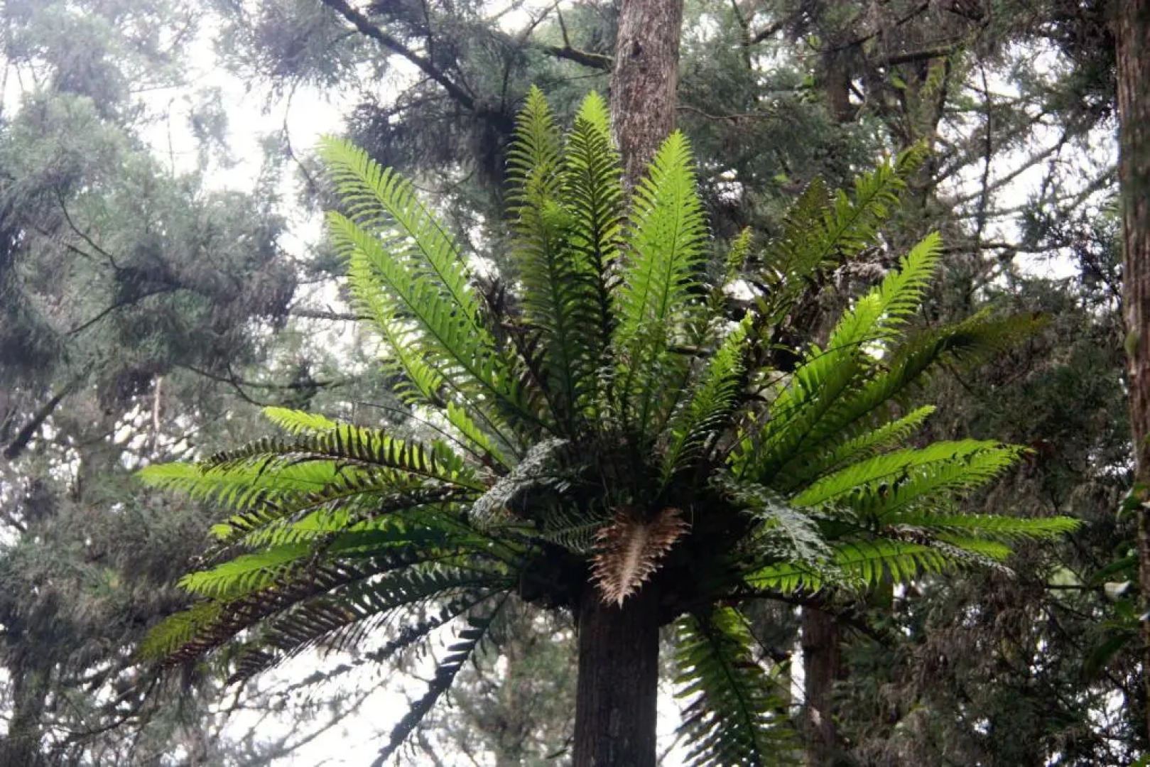 Fenchihu Street Hotel