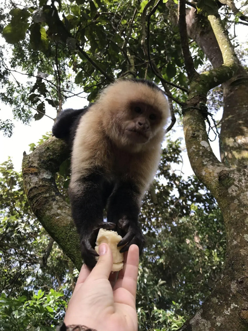 Dreams Lodge Monteverde