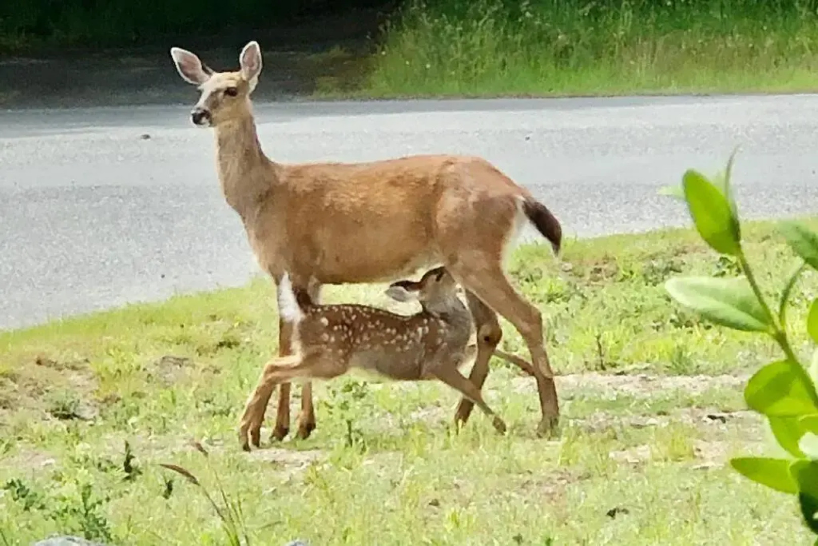 Seagull Studio Vacation Guest Suite