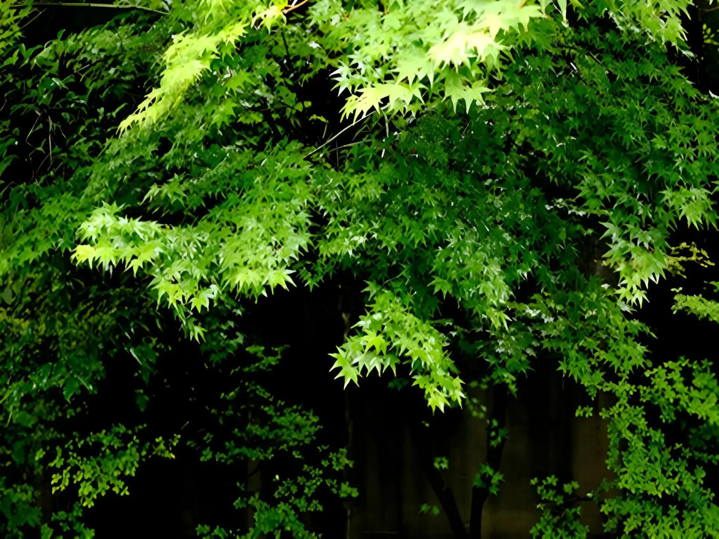 Tsumikusa No Yado Komatsu Ryokan