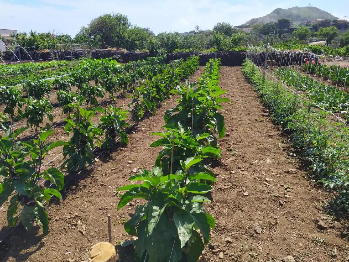 Agriturismo Hibiscus