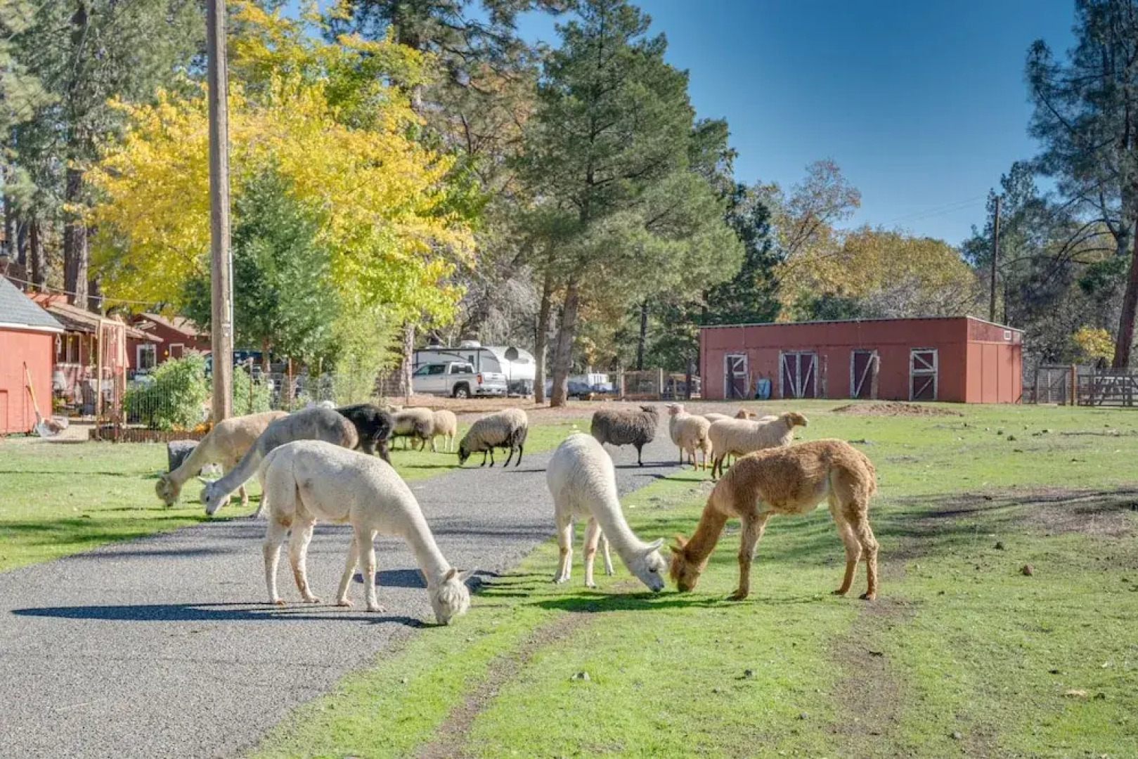 Community Pool & On-site Farm: Placerville Cottage