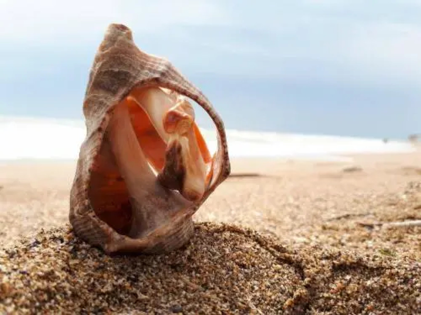 Pura Vida Beach Hostel