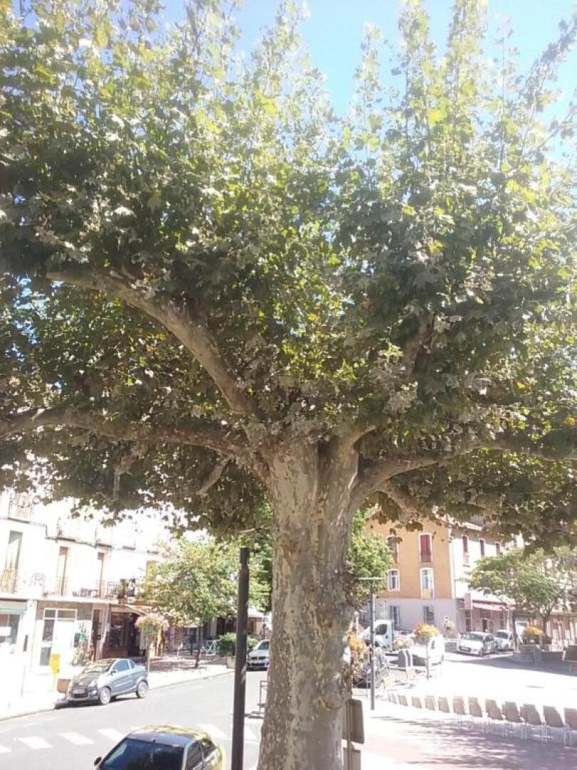 Meublé classé 2 * Vernet les Bains