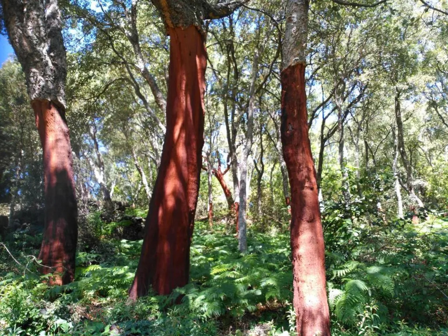 Akassa Alojamientos Bioclimáticos