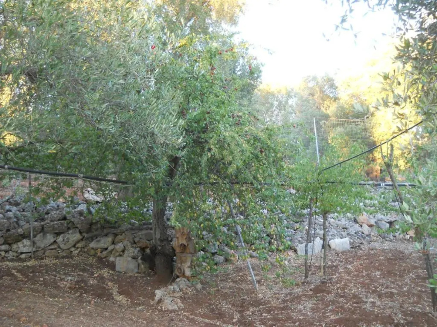 Villa Conte in Salento