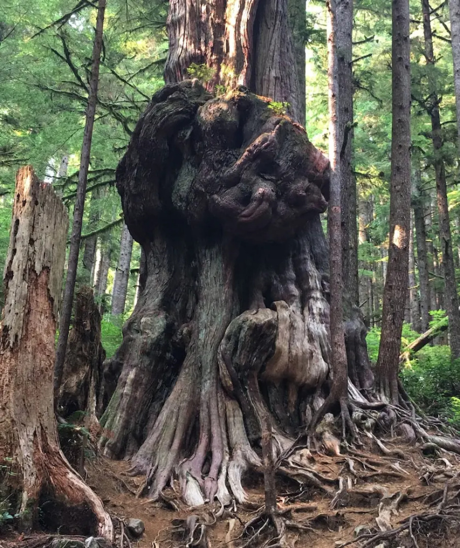 The Great Escape-Shirley with Hot Tub