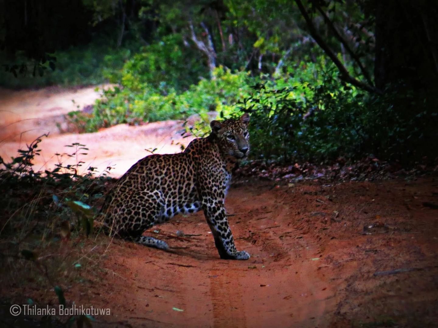 Mahoora - Wilpattu by Eco Team