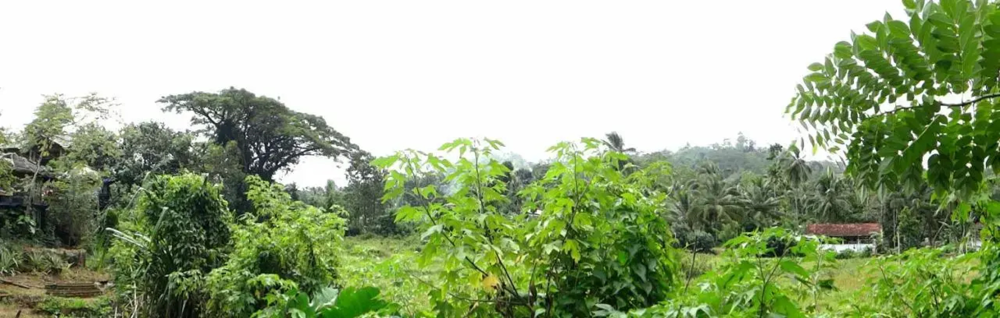 Rural Jungle Backpackers Hostel