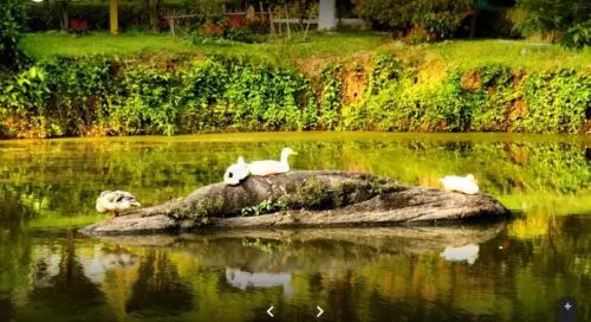 Brahmaputra Jungle Resort