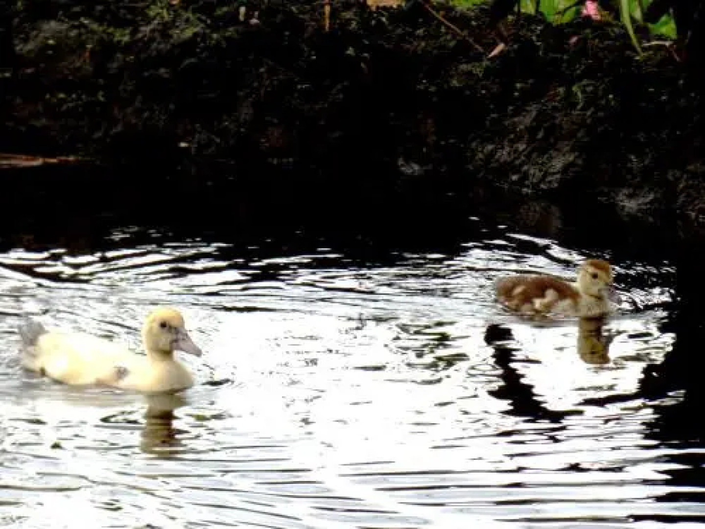 Shipasbamba Ecolodge