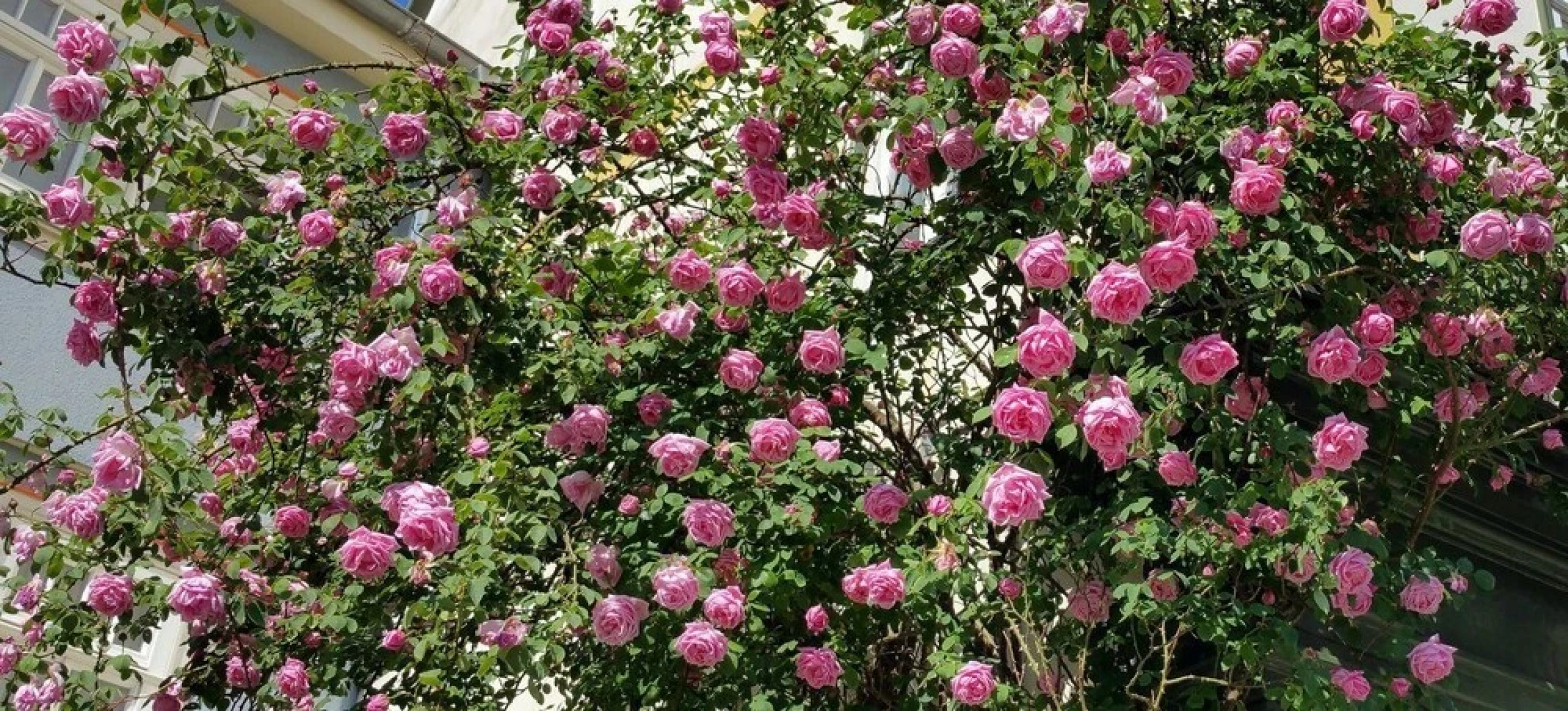 Herzogs Ferienwohnungen