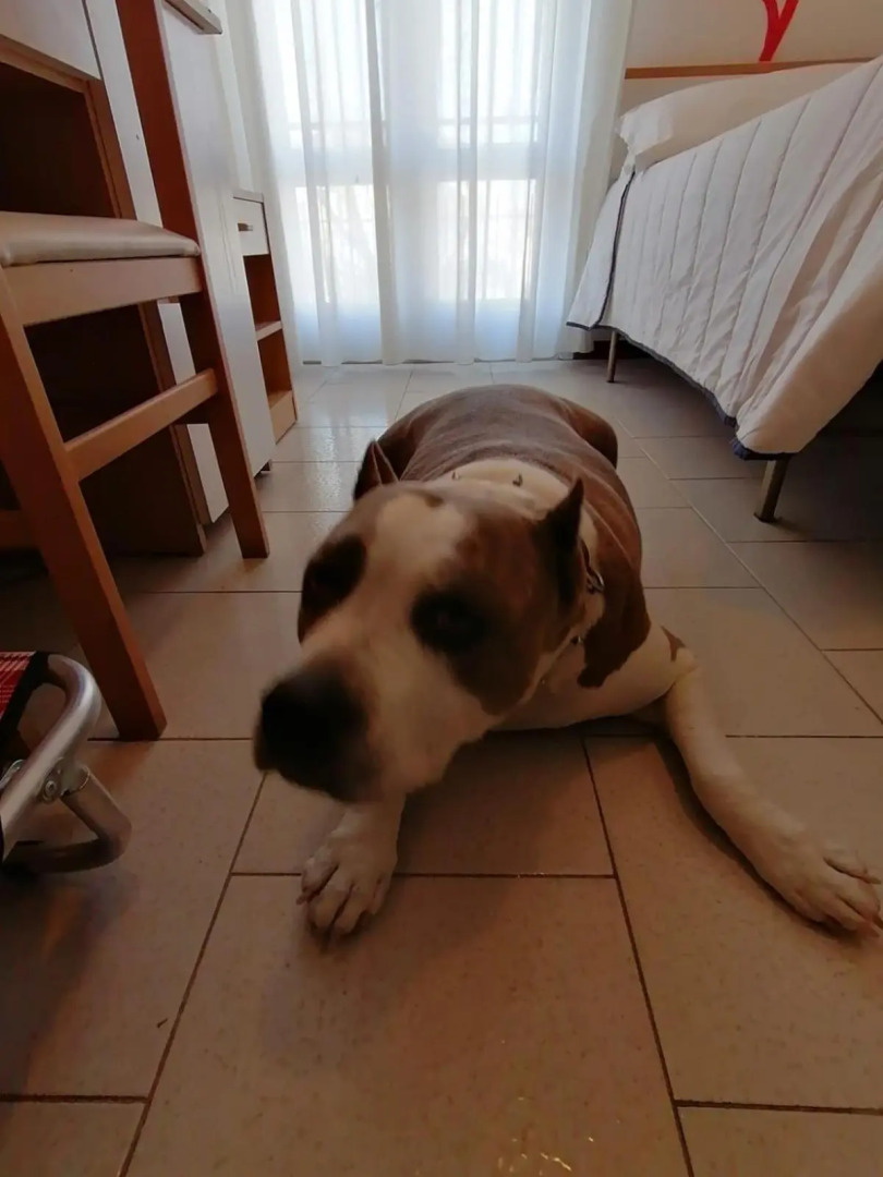 Kristalex Pet Family Hotel