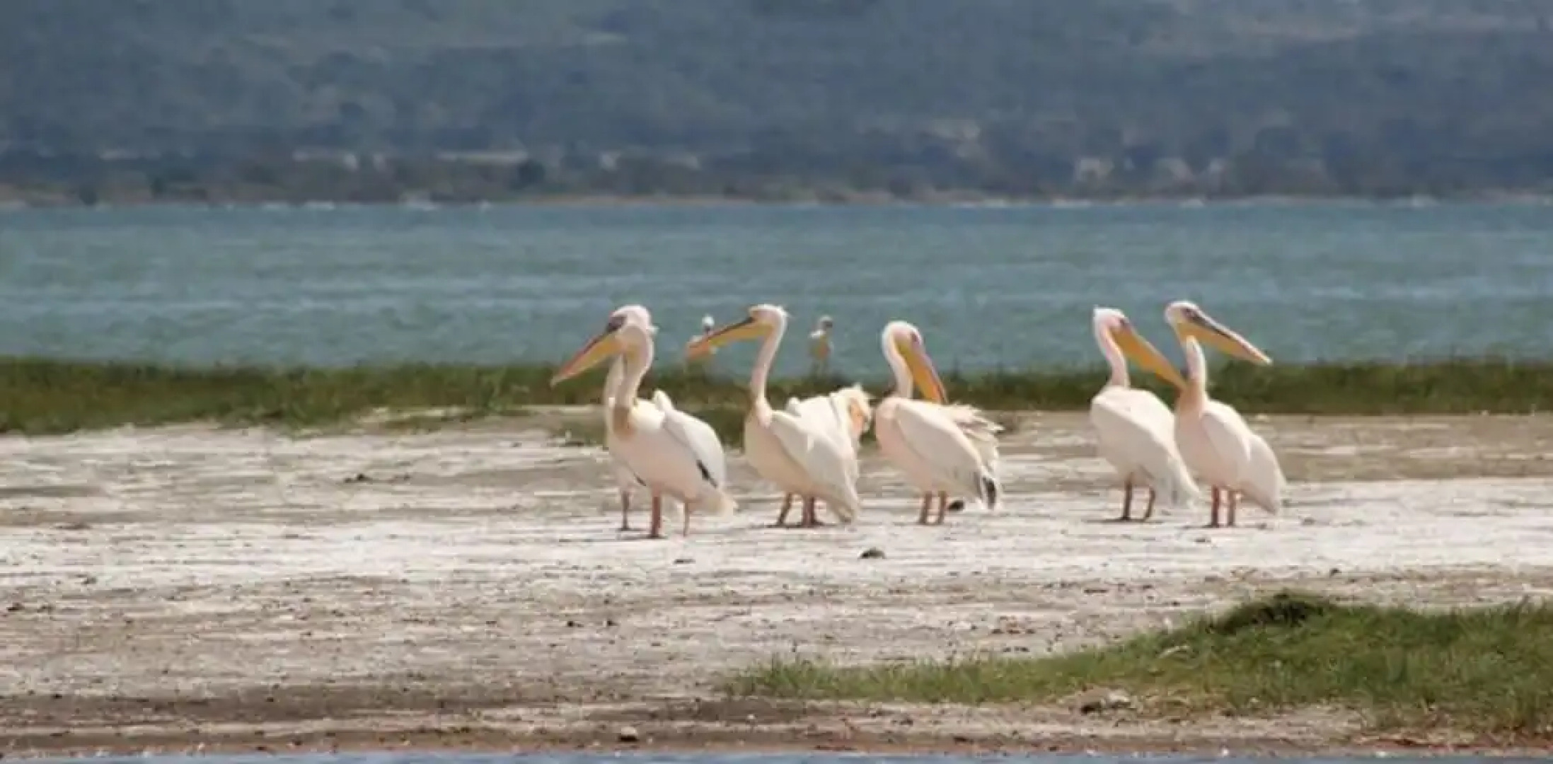 Cactus Eco Camp and Lodge