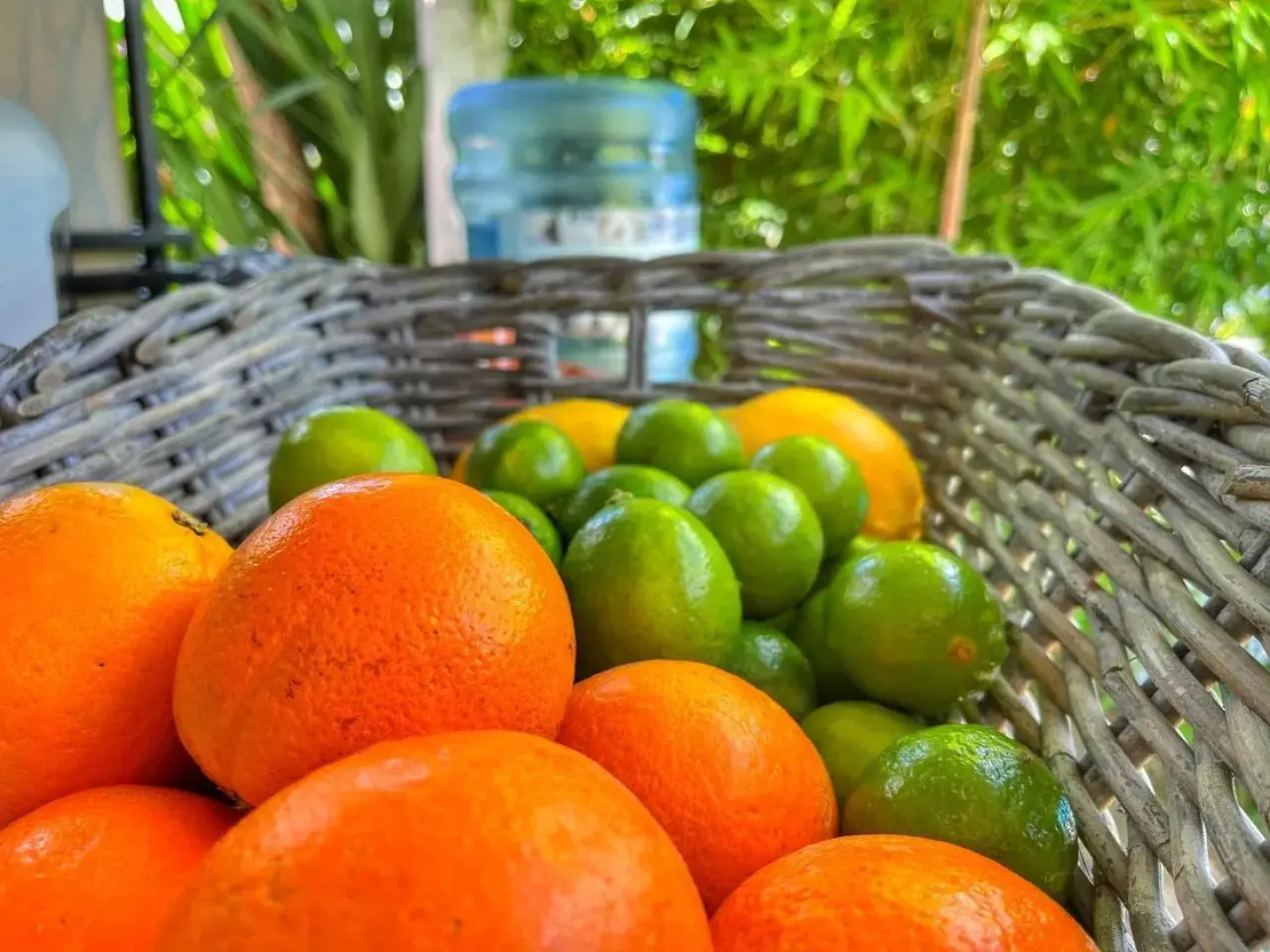 Casa Rico Frade Garden