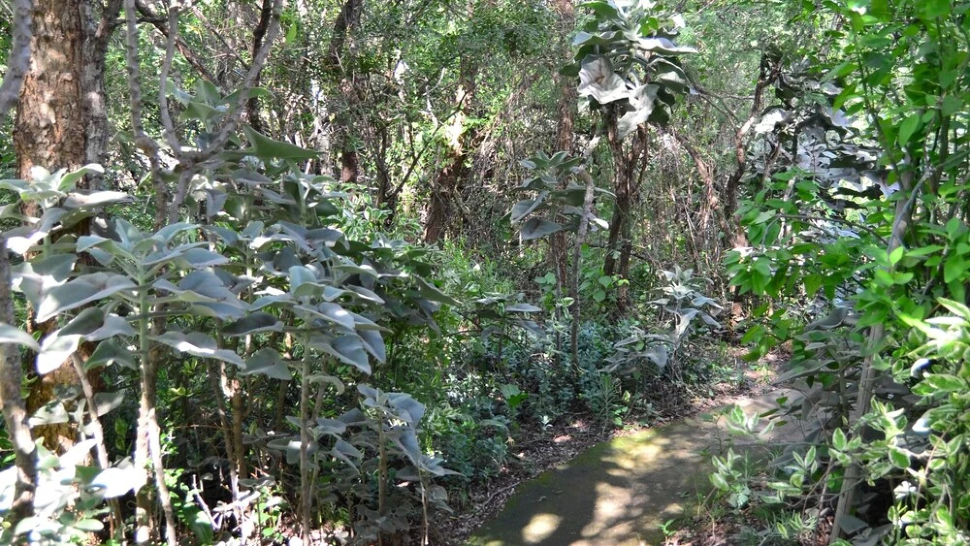 Pure Wilderness in Amanzimlotzi Riverside Bush Tent in Limpopo, Kruger Park