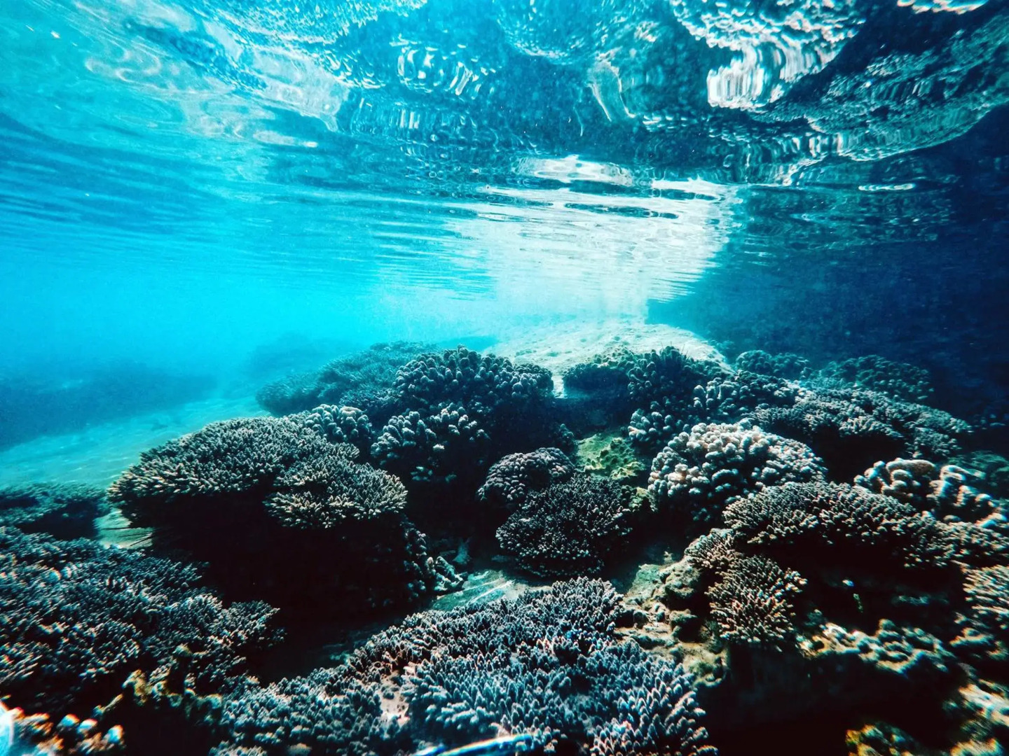 Dolphin Coast Doll House - quaint cottage close to the beach!