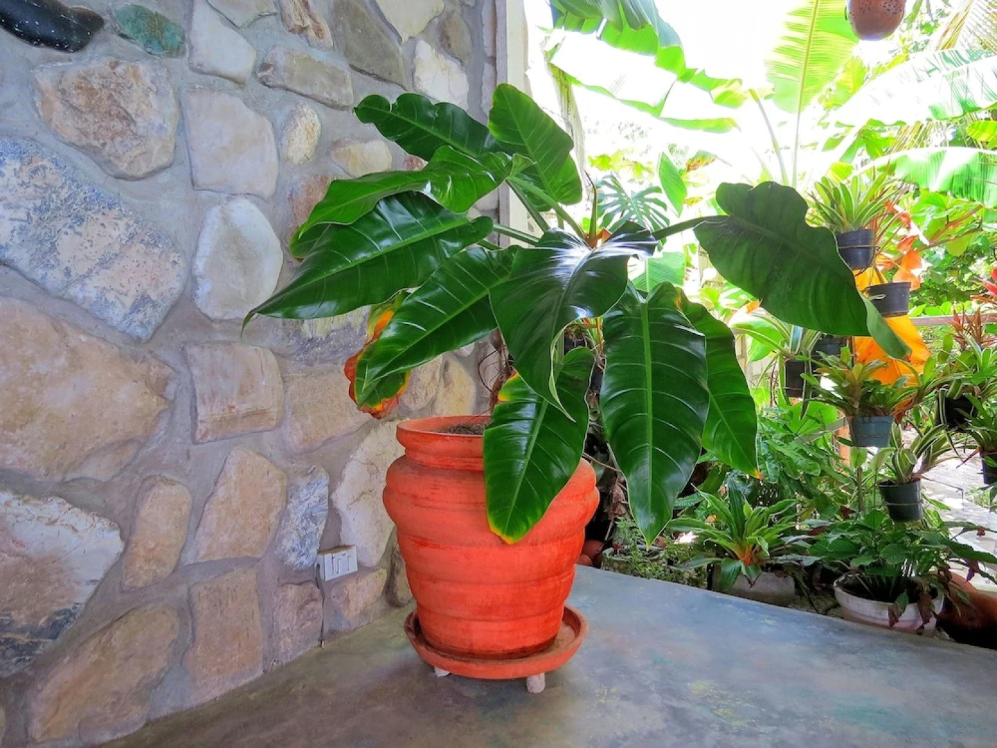 Mady's Villa Hotel