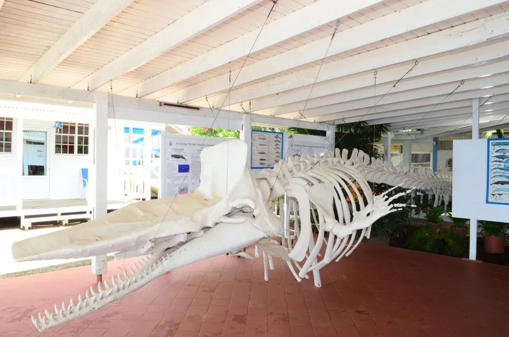 Anchorage Hotel, Whale Watch & Dive Center