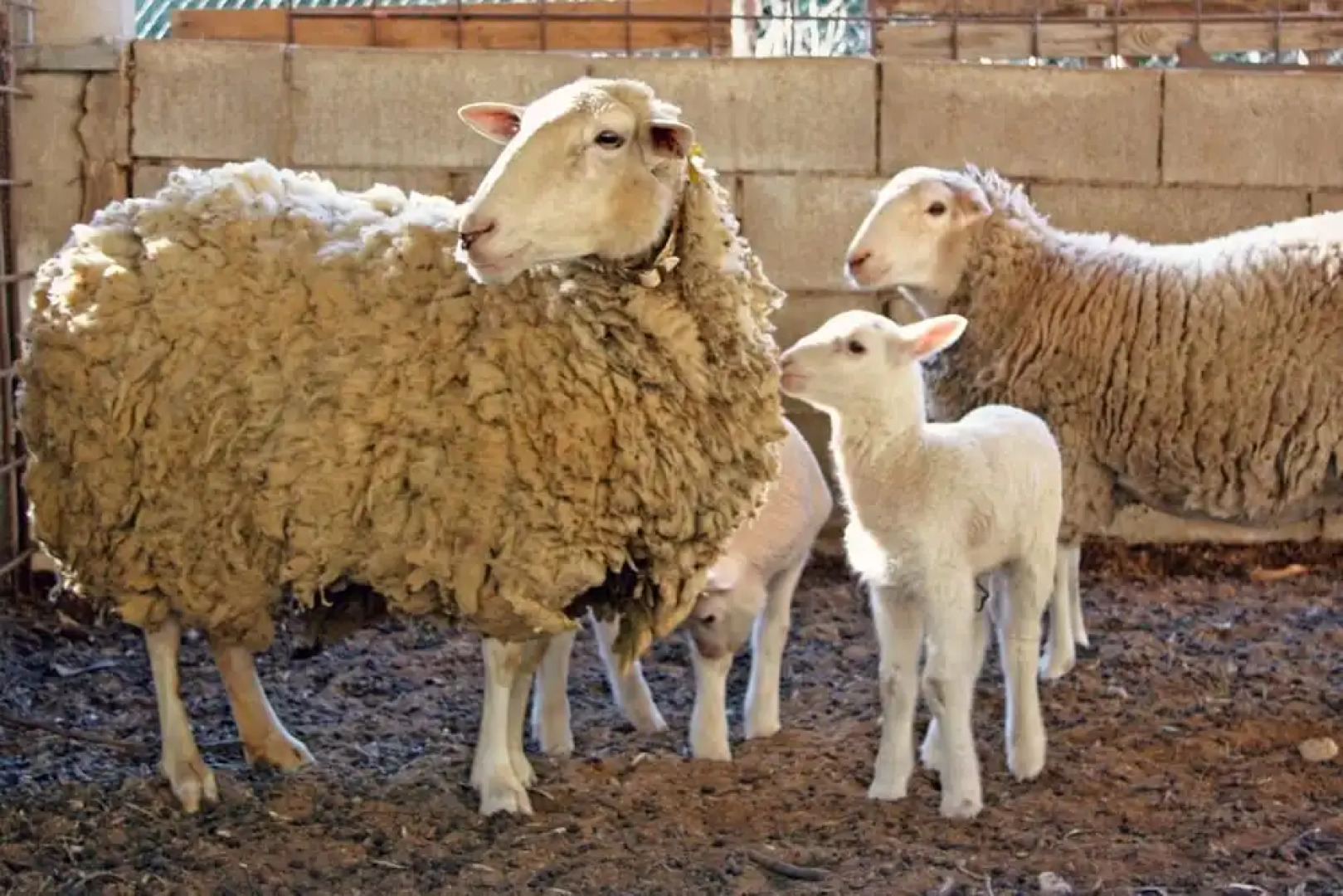 Hort de Mao El Rebost