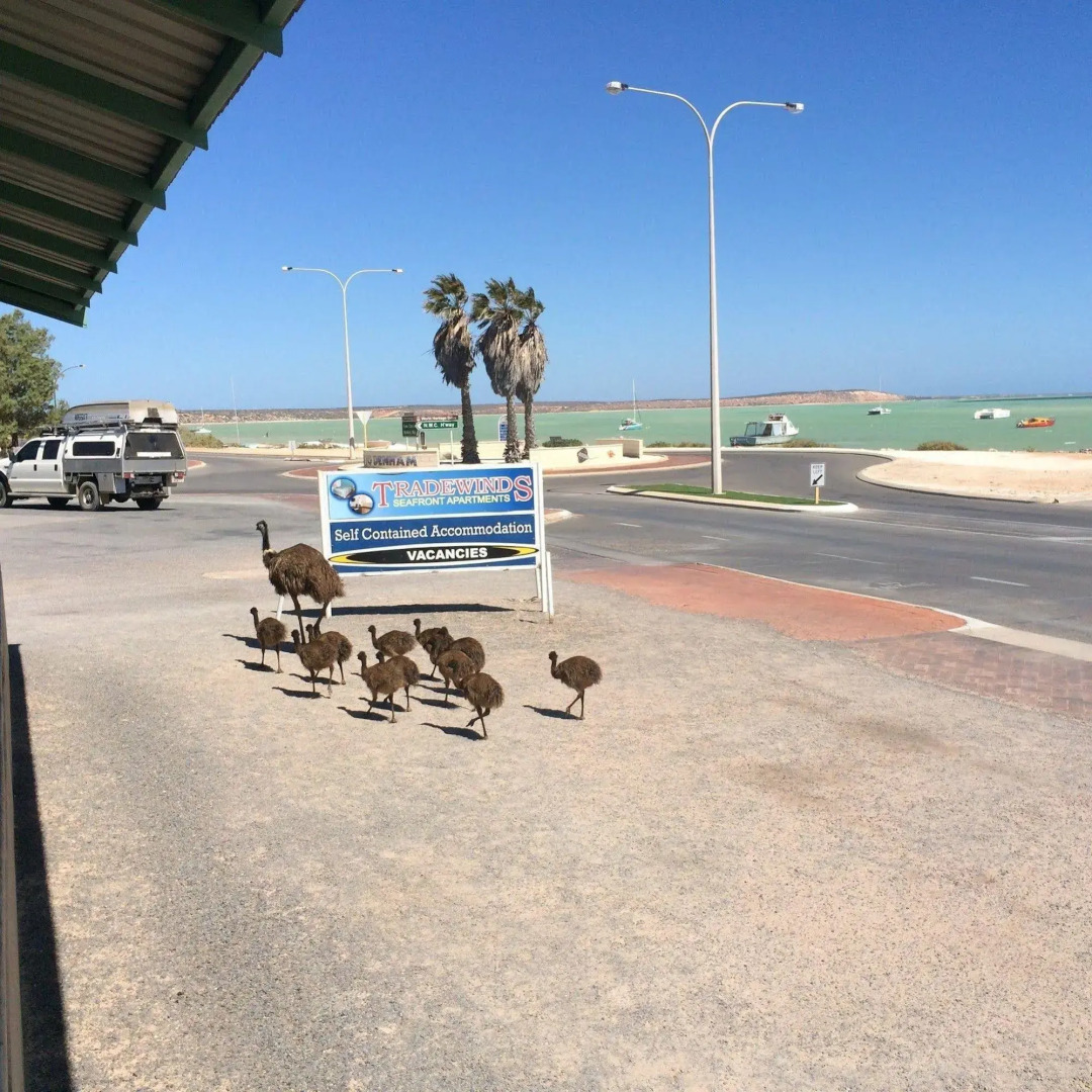Shark Bay Seafront Apartments
