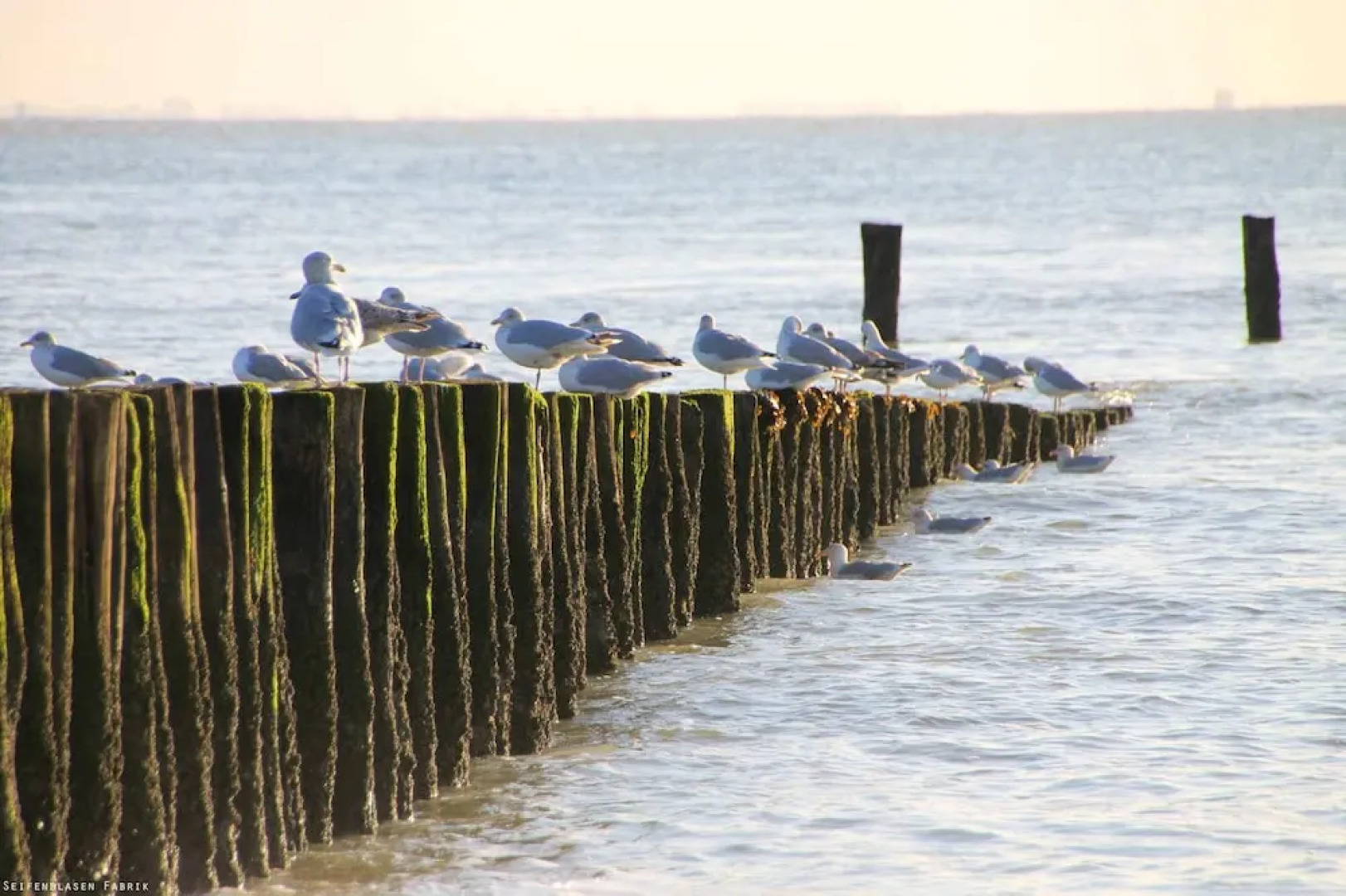 House With 2 Bedrooms in Plounérin, With Pool Access, Furnished Garden