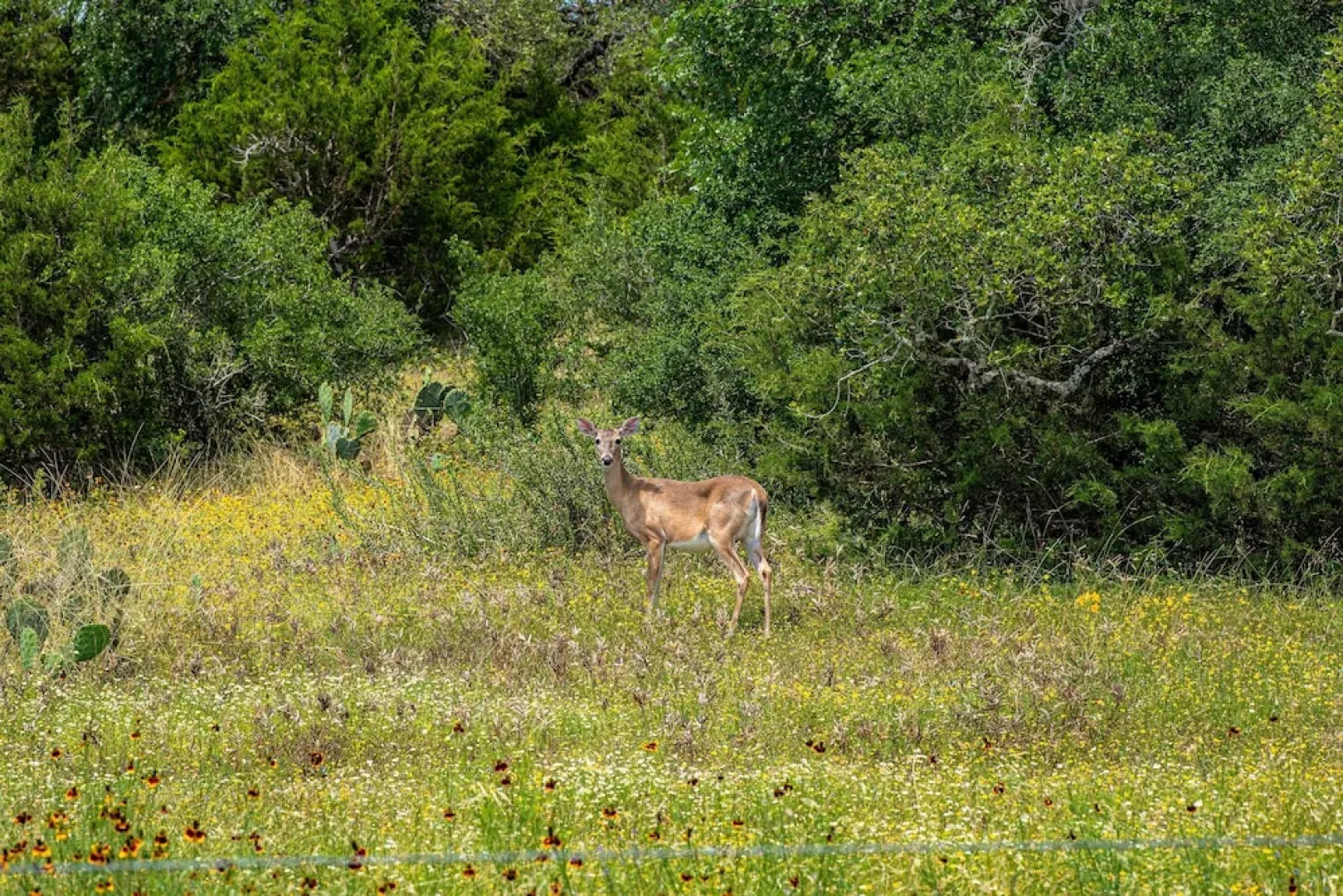 Century Oak Casita By Remi's Ridge & Hayes Hollow 1 Bedroom Duplex