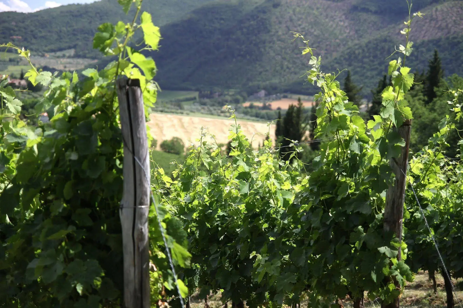 Podere Vignola
