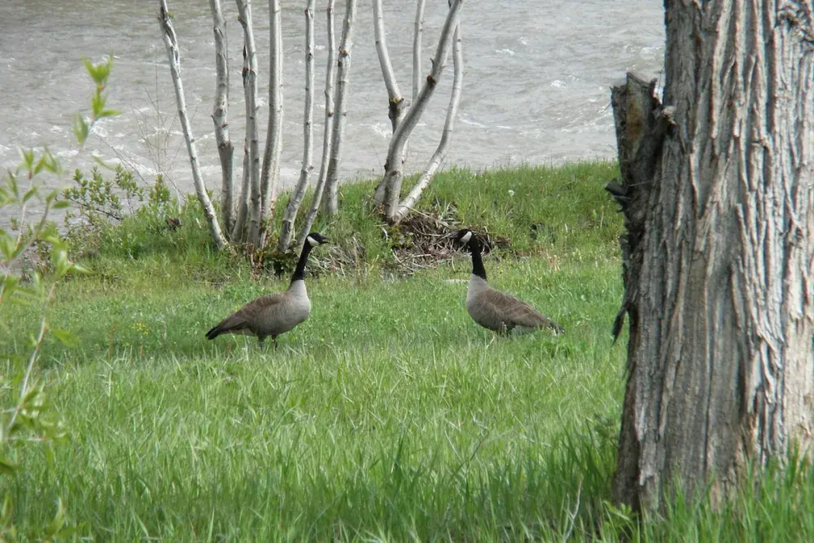 'the River Home' Cabin w/ Yard: Near Wolf Creek!