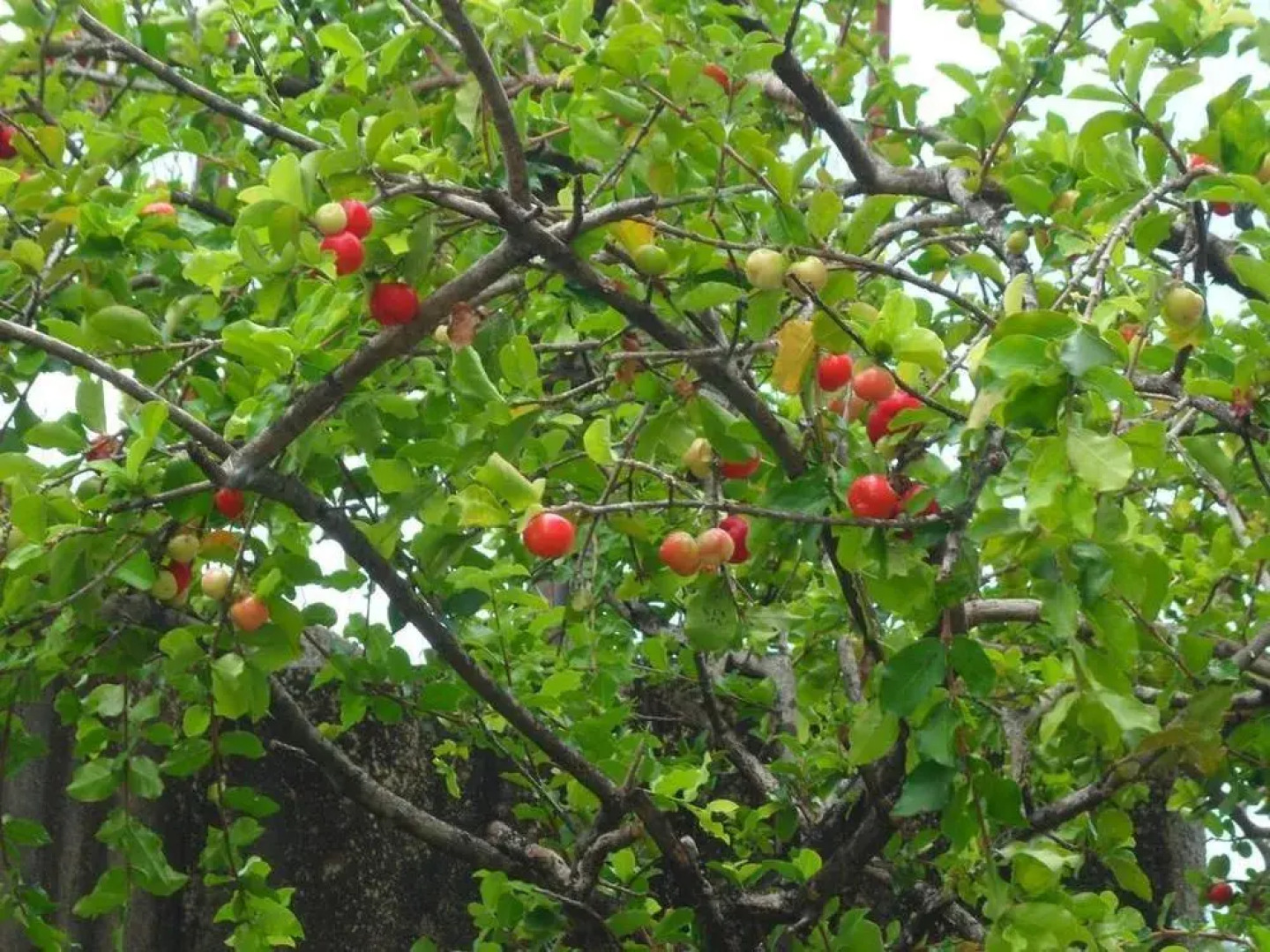 Pousada Dos Cajueiros