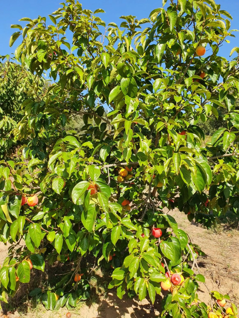 Casinha Laranja